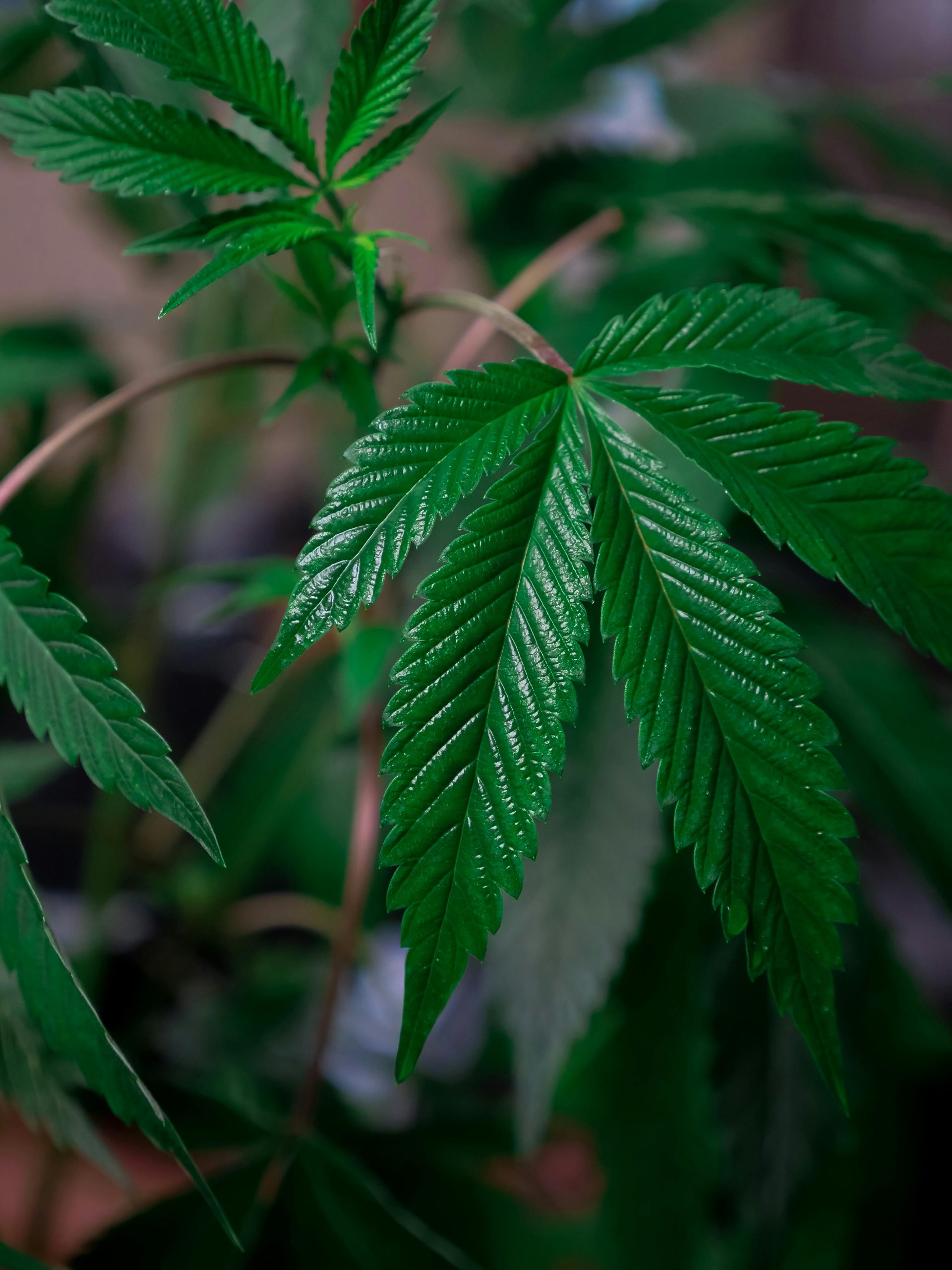 Detaillierte Nahaufnahme von üppigen, leuchtenden Cannabisblättern, die ihre filigranen Muster und ihre Frische hervorhebt.