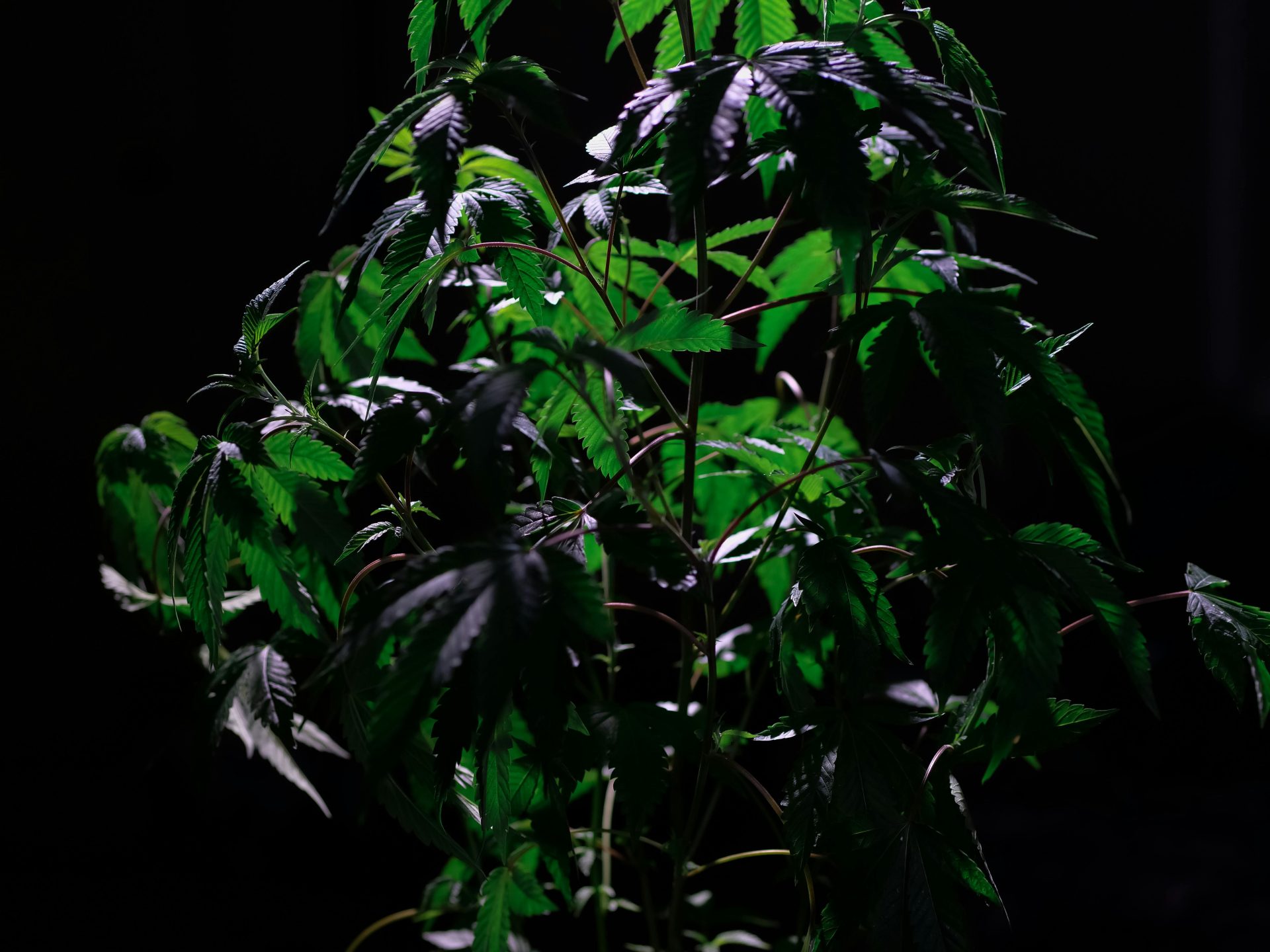 Detailansicht einer blühenden Cannabispflanze in einem Gewächshaus.