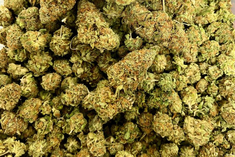 Getrocknete Hanblütenhaufen