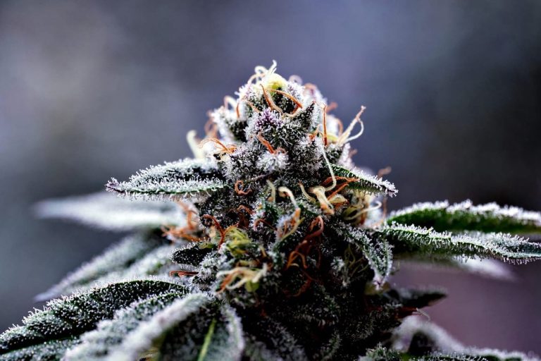 Marihuana Blüte mit Frost