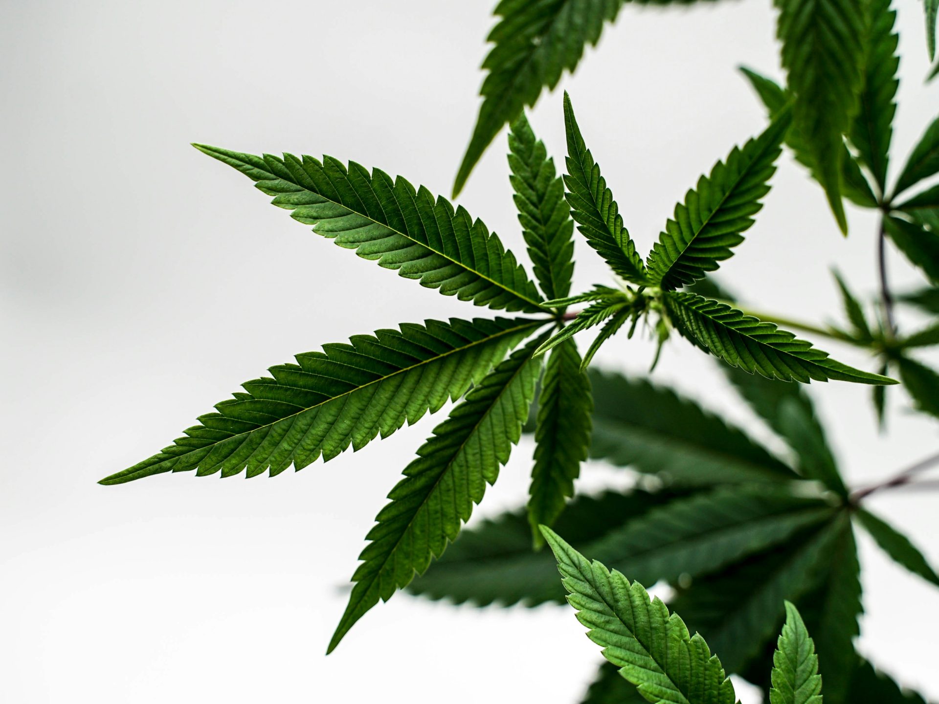 Nahaufnahme einer grünen Blattpflanze