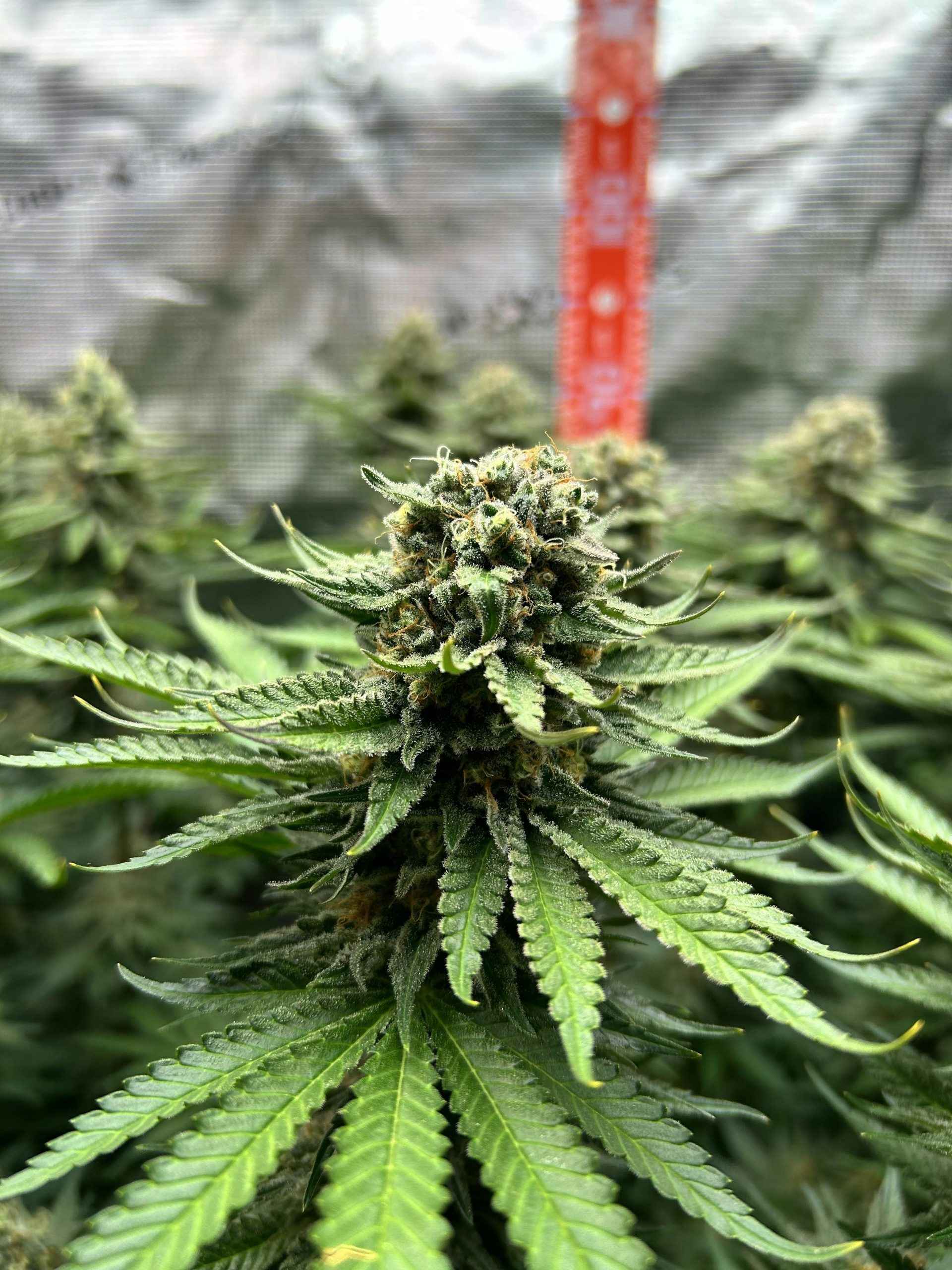 Detailansicht einer Cannabisblüte in einer Indoor-Anbauanlage, die Trichome und Blätter zeigt.